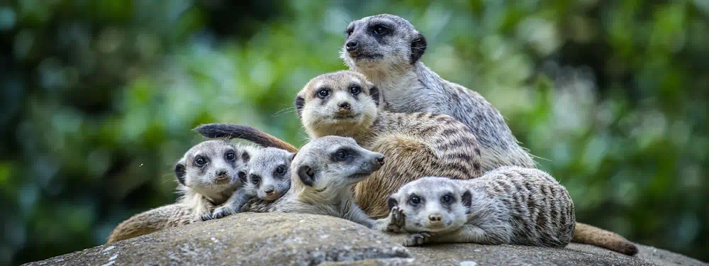 Group of meerkats resting on a rock